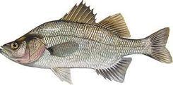 White Perch