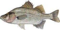 white perch